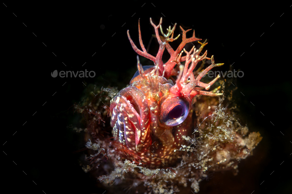 Close up fringe head blenny - Stock Photo - Images