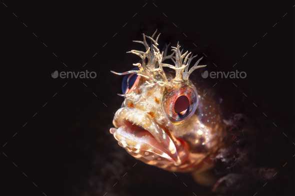 Close up fringe head blenny - Stock Photo - Images