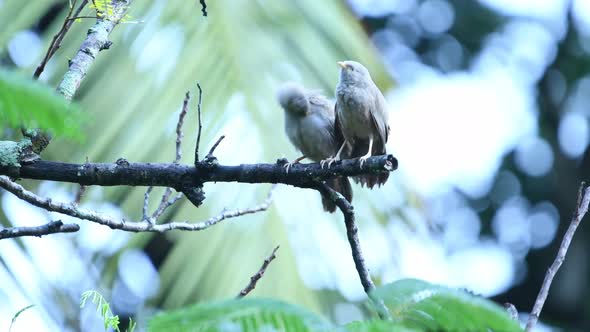 Birds make love in Sri Lanka