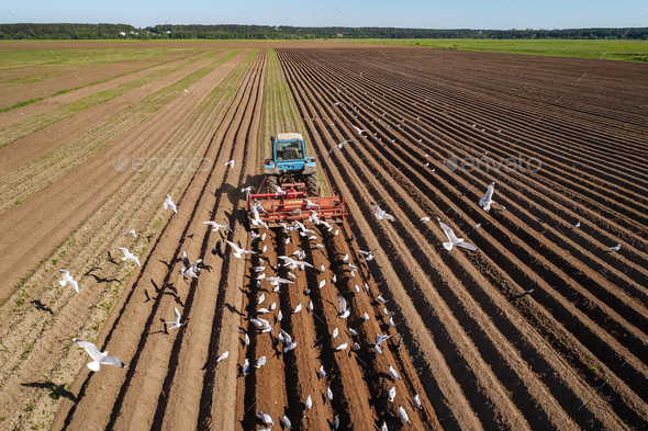 Agricultural work on a tractor farmer sows grain. Hungry birds a