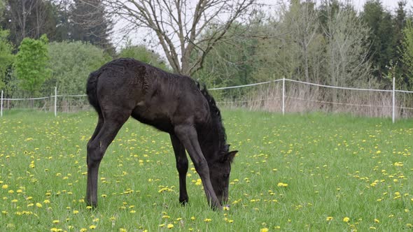 Black foal in a pasture with dandelions.