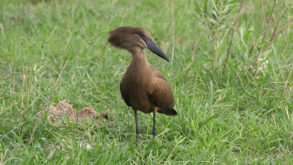 Hamerkop flying away alt