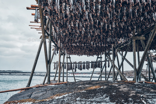 Cod Stockfish.Industrial Fishing in Norway Stock Photo - Image of