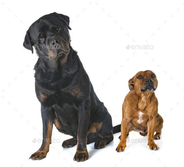staffordshire bull terrier and rottweiler Stock Photo by cynoclub |  PhotoDune