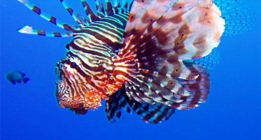 Common Lion-Fish