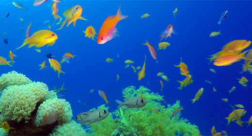 Colorful Reef Scene