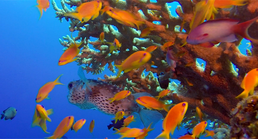 Red Sea Tropical Fish
