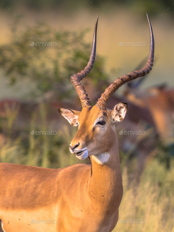 Impala male with antlers Stock Photo by CreativeNature_nl | PhotoDune