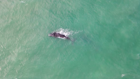 Aerial view of southern right whales in ocean, Western Cape, South Africa. alt