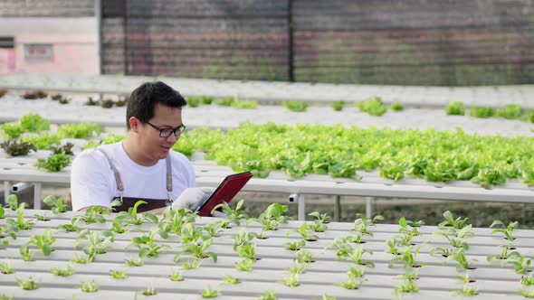 Happy Asian farmer checking hydroponic vegetables in a hydroponic farm