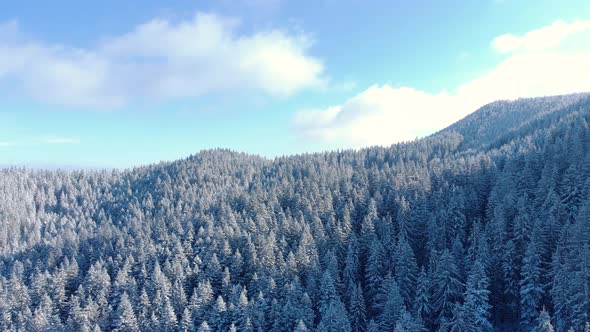 Sunlight Through Snow Dense Forest Revealed Hilly Landscape In Background During Winter alt