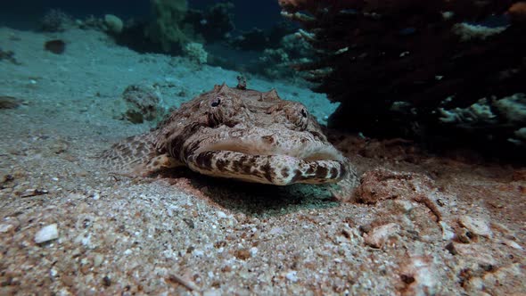Crocodile Fish Red Sea alt