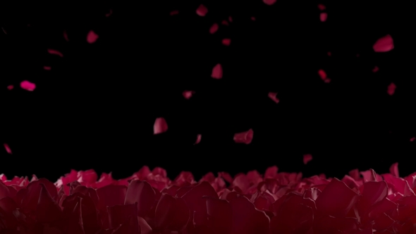 Red Rose Petals Slow Falling On Flower Bed Close Up In Black Background With Alpha Matte