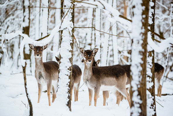 Group Of Female Fallow Deer In The Winter Forest Stock Photo By Linux87