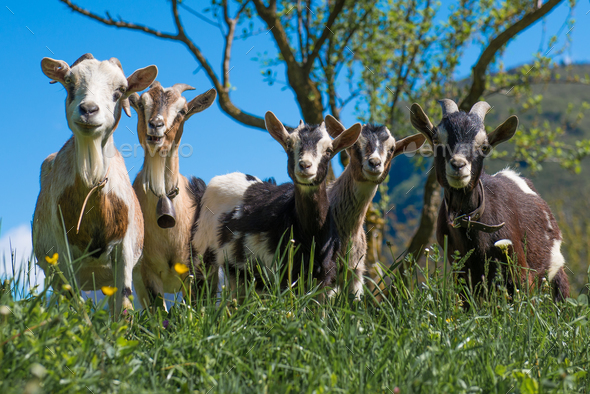 Goats in the meadow - Stock Photo - Images
