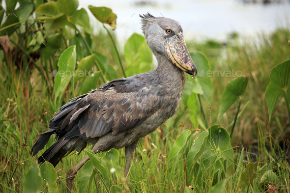 Shoebill in the Wild - Uganda, Africa - Stock Photo - Images