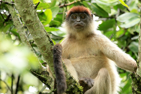 Red Colobus - Bigodi Wetlands - Uganda, Africa Stock Photo by imagexphoto