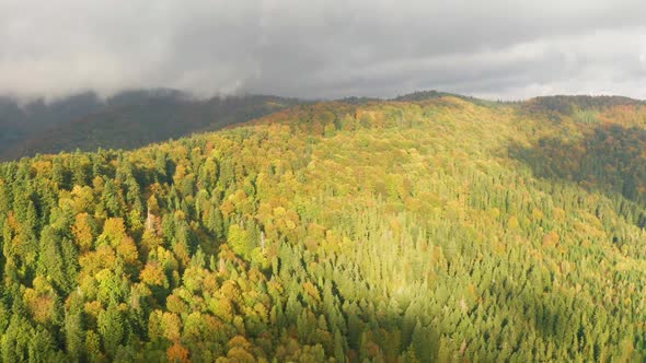 Golden Autumn Drone View of Forest Landscape with Yellow Trees From Above