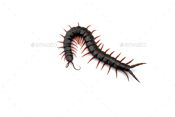 Giant centipede isolated on white background