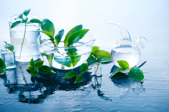 Medical plants in laboratory glassware header. Perfume and cosmetics natural concept with copy space