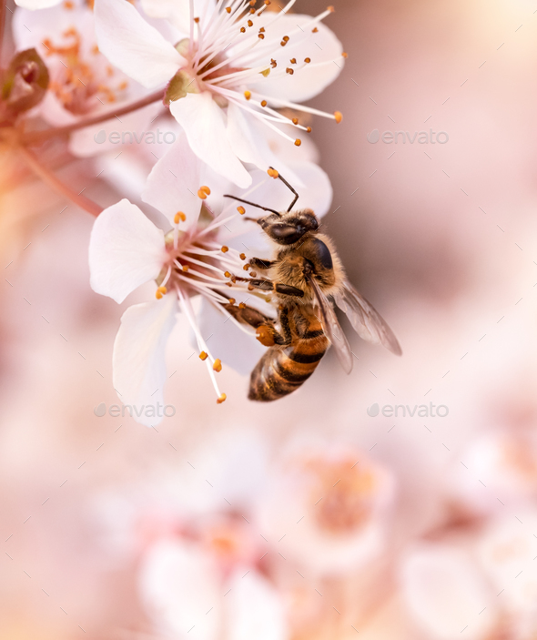 Honey bees on blossoms hi-res stock photography and images - Alamy