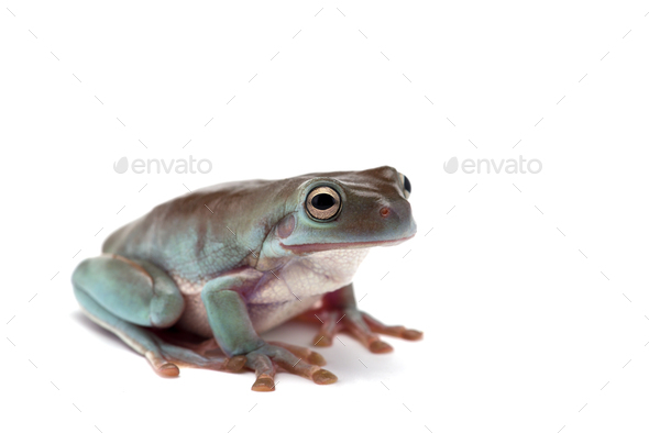 blue Giant flying frog isolated on white background