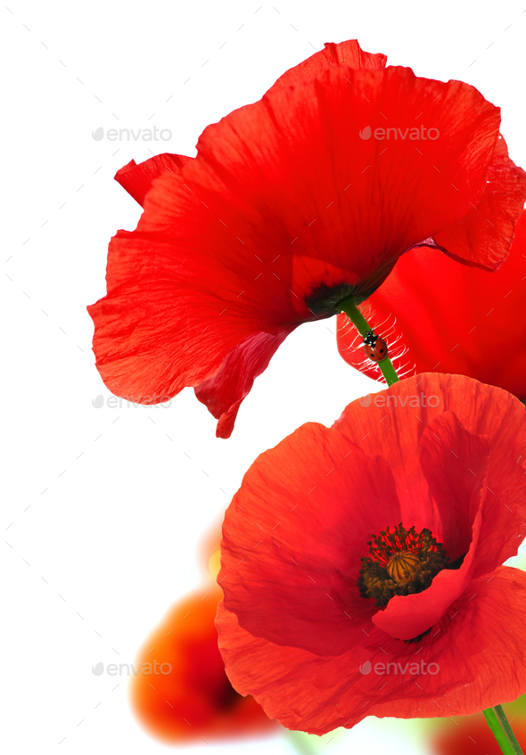 Red Poppy Flowers Over White Floral Background Stock Photo By Olivier Le Moal