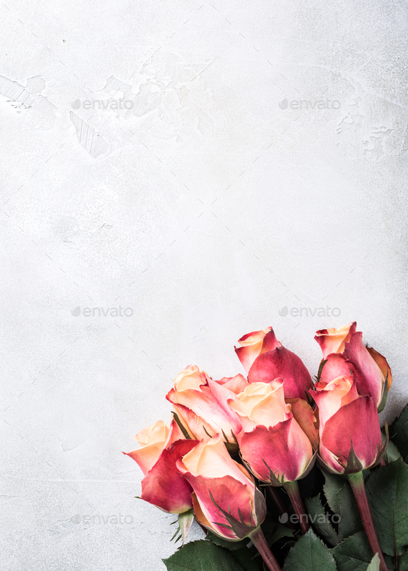 Beautiful Pink Roses Stock Photo By Merinka Photodune