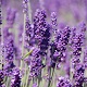 Lavender-Oil