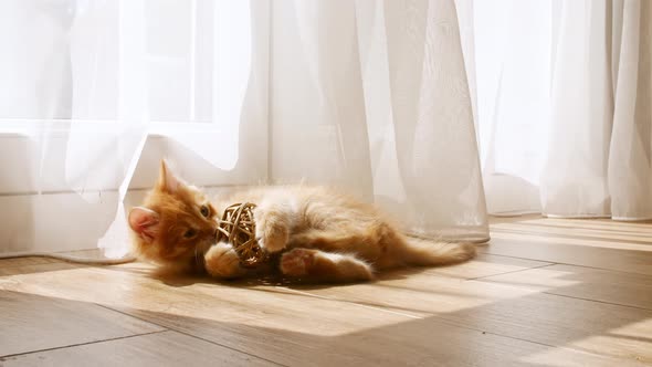 Kitten Cuddling with a Small Ball on Floor alt