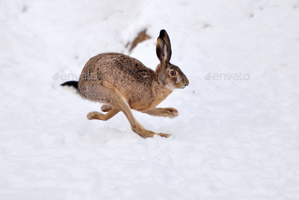 The European hare (Lepus europaeus) running on the snow covered - Stock Photo - Images