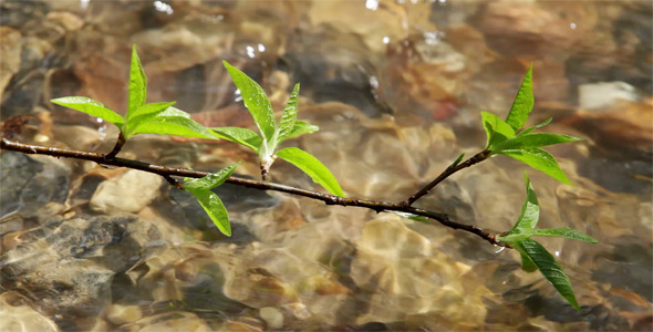 Spring Leaves On Water