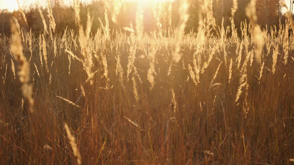 Fluffy Glowing Spikelets of Dry Grass on a Meadow at Sunset in Autumn Weather alt