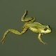 Frogs in the River Frogs in the River