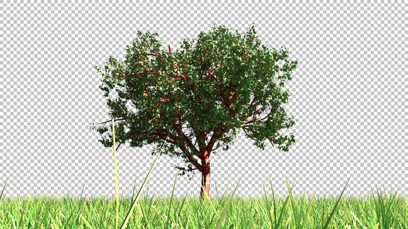Tree Growing In A Field alt