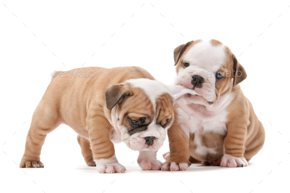 Adorable English Bulldog Puppies Pictures