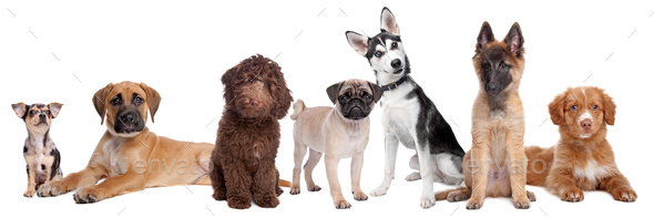 Large Group Of Puppies Stock Photo By Eriklam Photodune