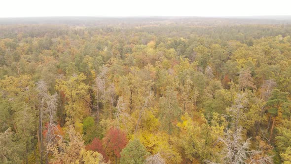 Forest with Trees in an Autumn Day alt