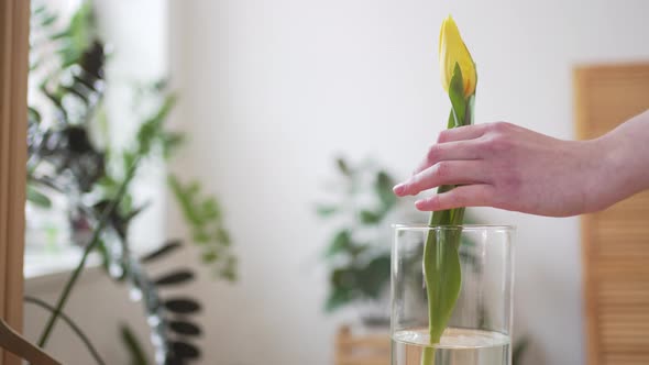 Person Puts the Flower in a Transparent Vase of Water Closeup