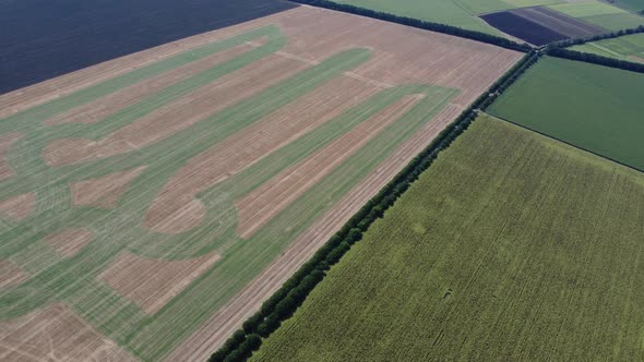 Coat of Arms of Ukraine on a Wheat Field alt