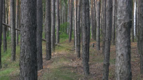 Flying Through Forest 3