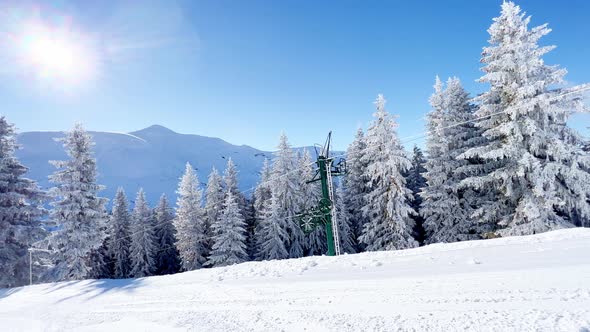 Beautiful White Snow Covered Fir Tree Over the Forest alt