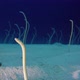 Underwater Beautiful Garden Eels - VideoHive Item for Sale