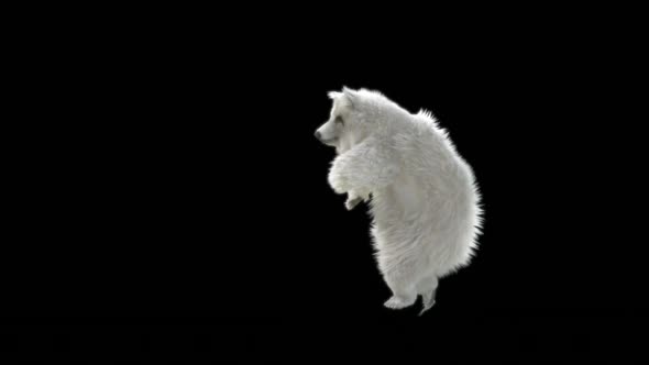 133 White Bear Dancing HD alt