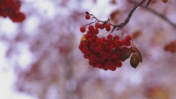 Ashberries on Sorb Tree Thin Branch Covered with White Ice alt