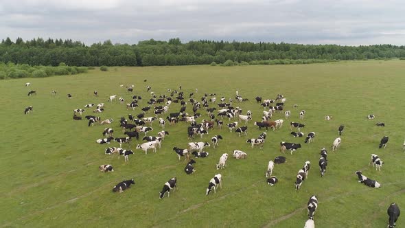 Cows Graze on Pasture alt