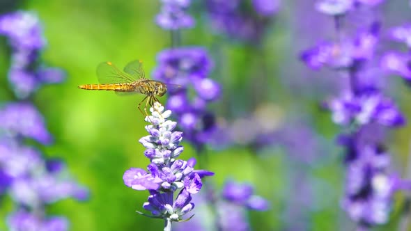 close-up of dragonfly on Lavender flower