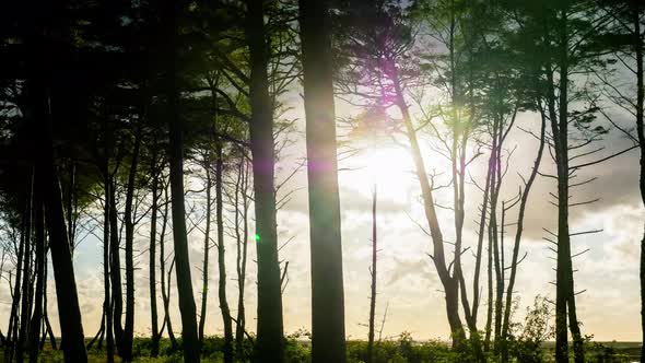 Looped Video of Clouds Rolling Behind Trees. Time Lapse.