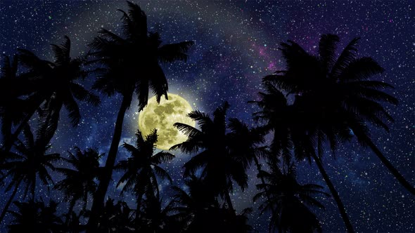 View On Palm 3 And Night Sky With Full Moon