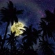 View On Palm 3 And Night Sky With Full Moon - VideoHive Item for Sale